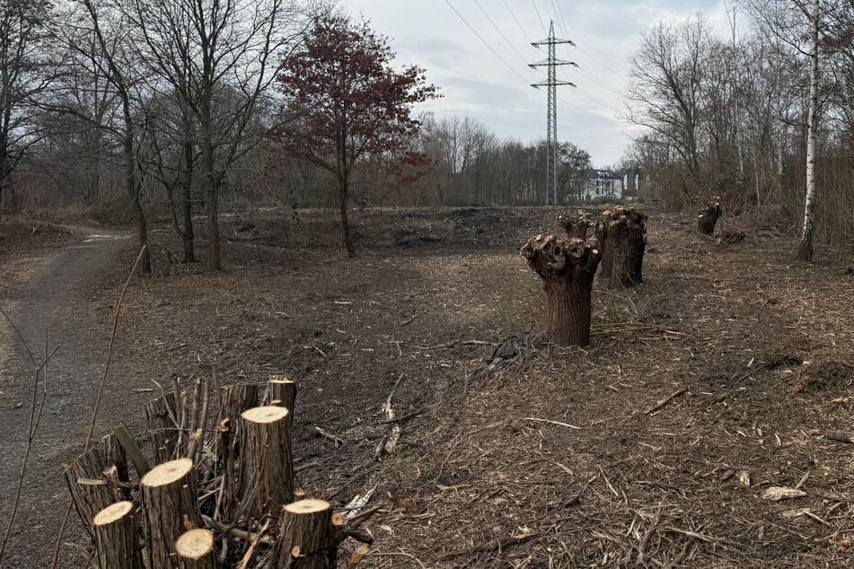 Dresden: Über 400 Bäume in Dresden gefällt: Das ist der Grund