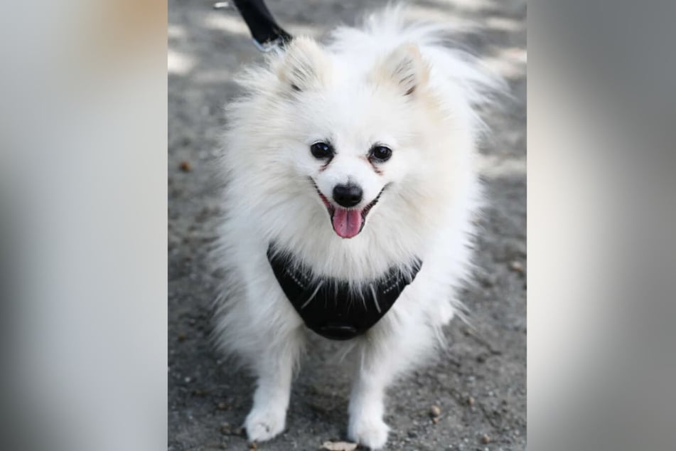 Wer kann den süßen Hund für immer bei sich aufnehmen?