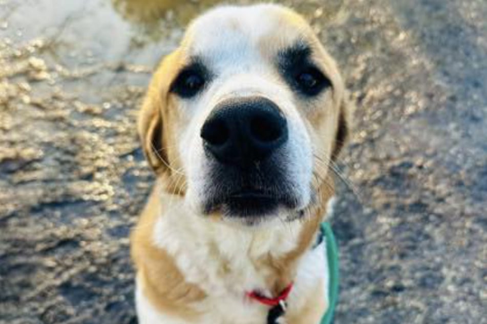 Fin hat einen tieftraurigen Hundeblick. Er kommt mit seinem neuen Leben im Tierheim nur sehr schlecht zurecht.