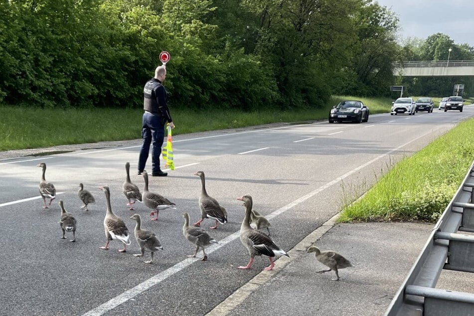 Eleganter Ganter: Erhobenen Hauptes und unter Polizeischutz konnte sich die Gänsefamilie auf den Weg in Richtung Olympiapark aufmachen.