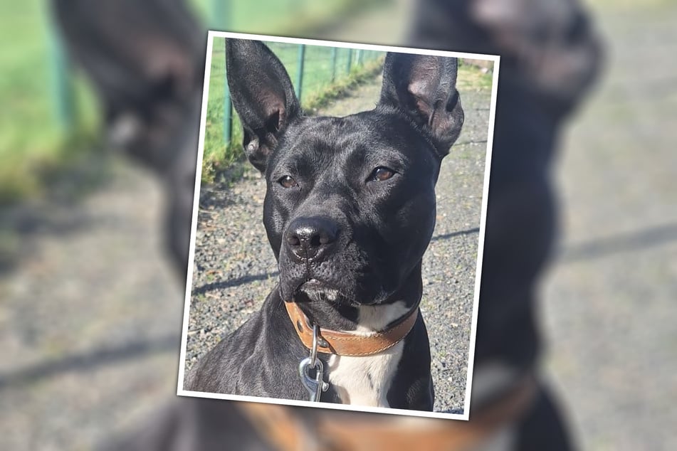 Aus Überforderung wurde Emma im Tierheim Wurzen abgegeben. Nun sucht sie einen neuen Menschen an ihrer Seite.