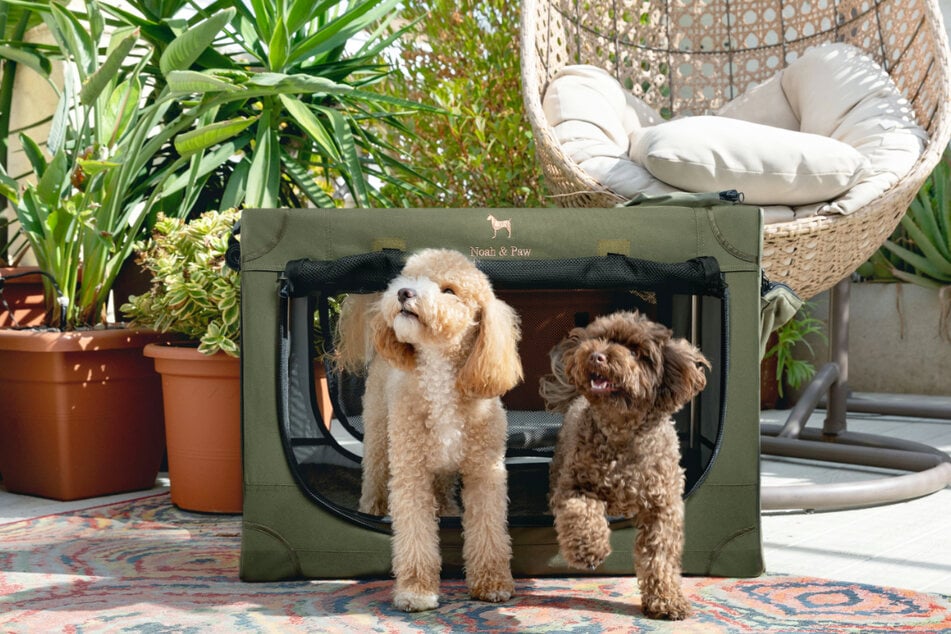 Use the discount code to save big on Noah & Paw essentials, like this flexible crate.