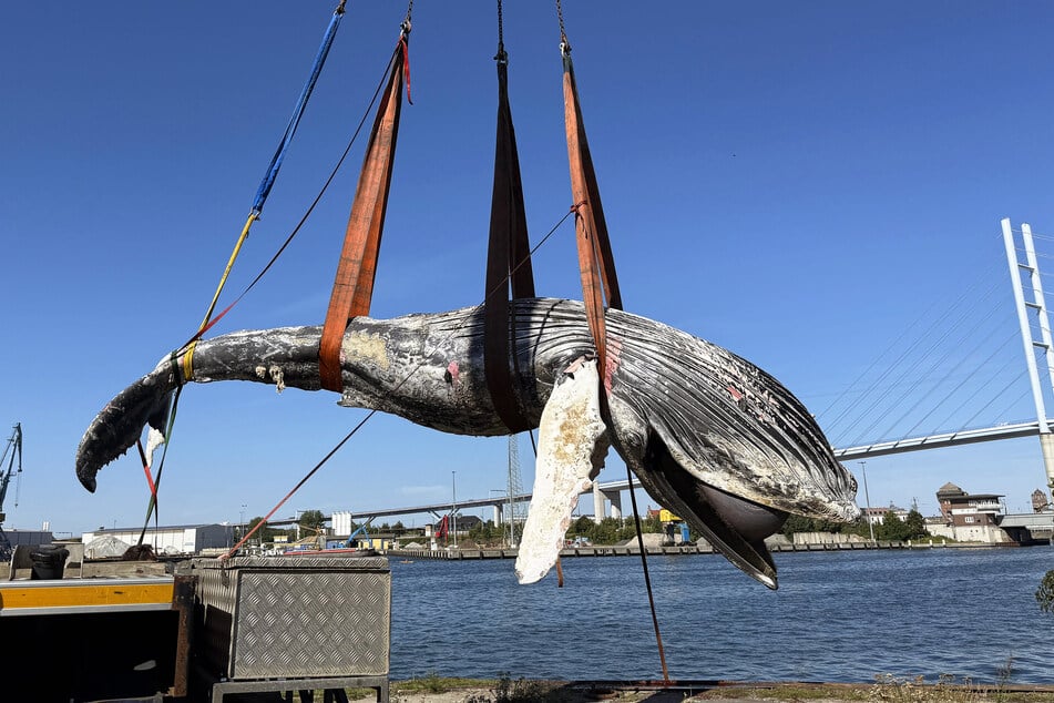 Der Kadaver des toten Buckelwals wurde am Freitag auf der Insel Dänholm bei Stralsund geborgen und danach obduziert.