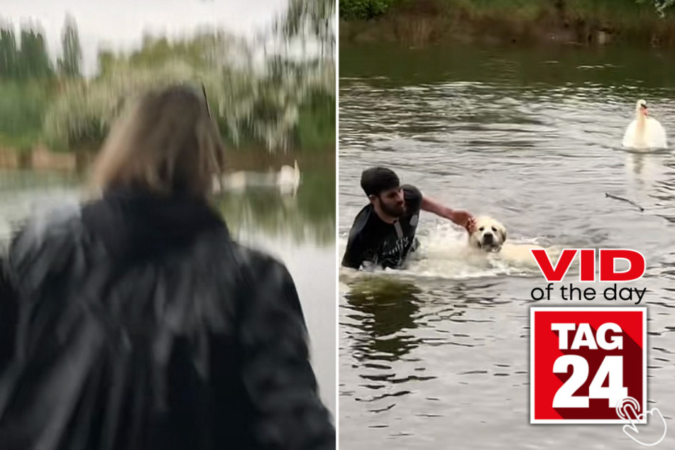 Tune in for today's Viral Video of the Day, featuring an intense river match between a swan, a golden retriever, and a hilarious family.