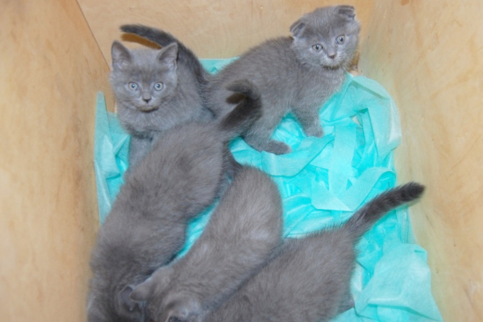 The rescued Scottish Fold kittens had to be brought back to Ukraine, the competent district veterinarian decided.