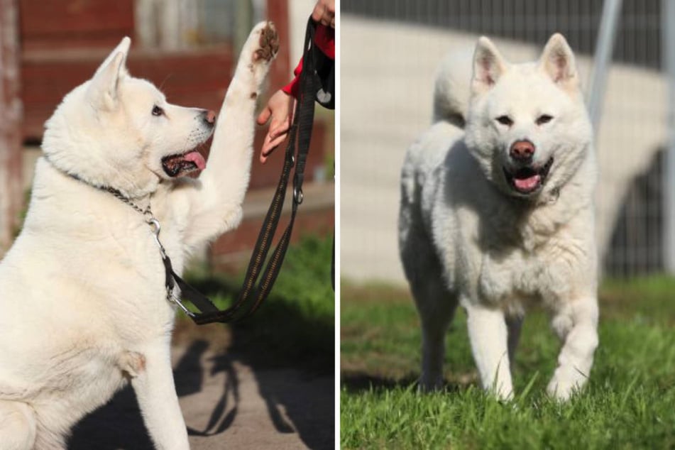 Der Akita-Rüde ist sehr personenbezogen und loyal.