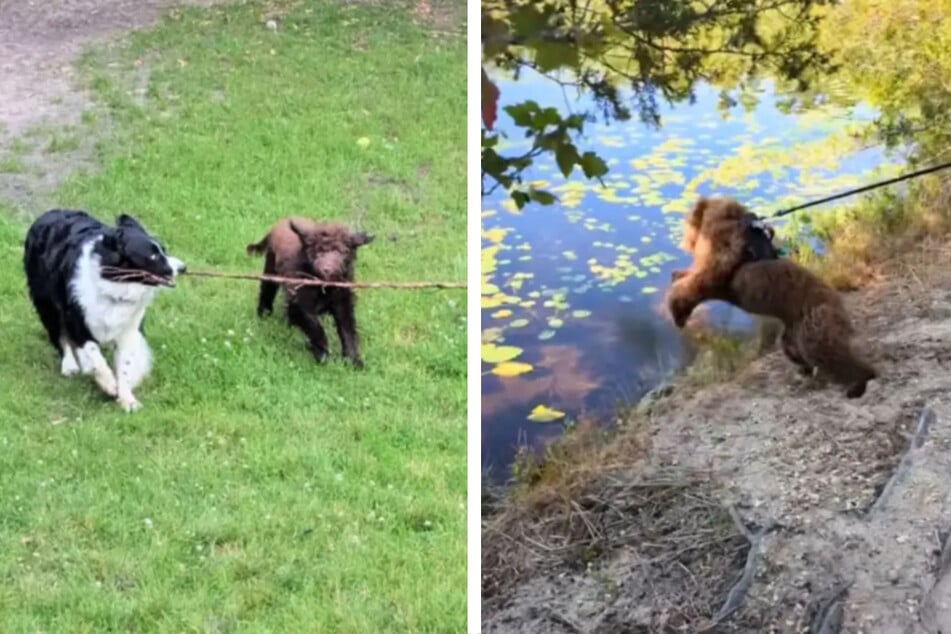 Bei den Eltern verhielt sich der Hund leider nicht so, wie es sich seine Besitzerin gedacht hatte.