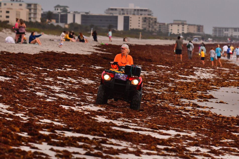 The clean-up effort will have to be massive after this 5,000-mile seaweed blob makes landfall.