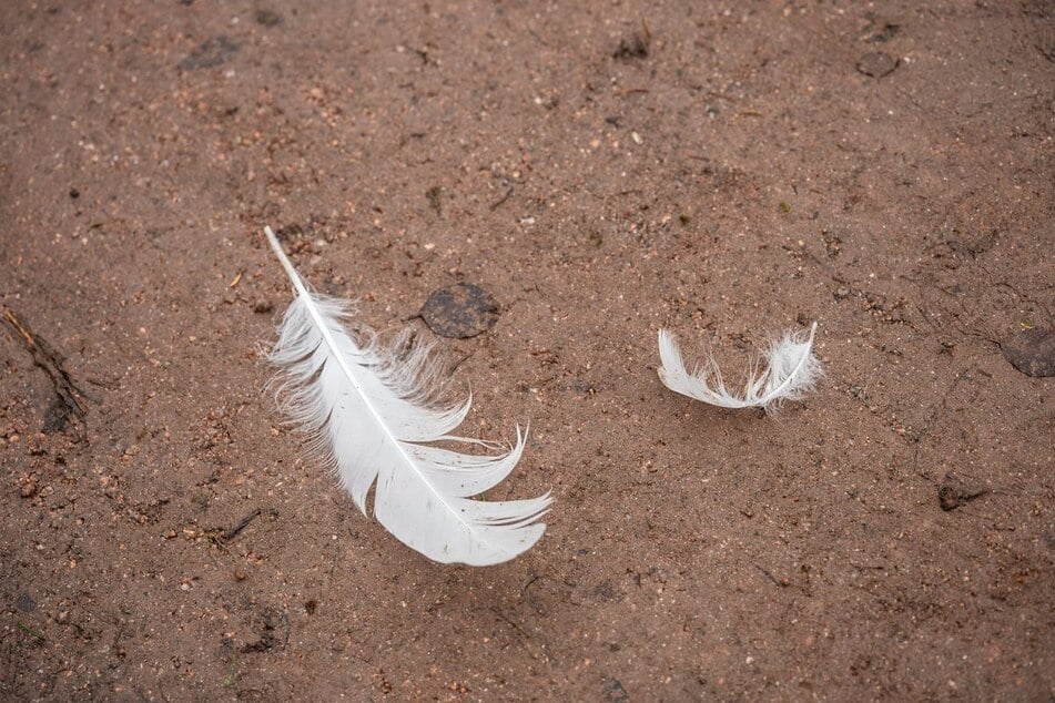 Mitte Oktober wurden in Sachsen-Anhalt erste Tiere gefunden, die an der Vogelgrippe verendet waren. (Symbolfoto)