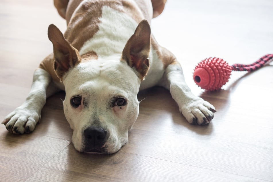 Wenn ein Hund nicht spielen will, kann das verschiedene Gründe haben.