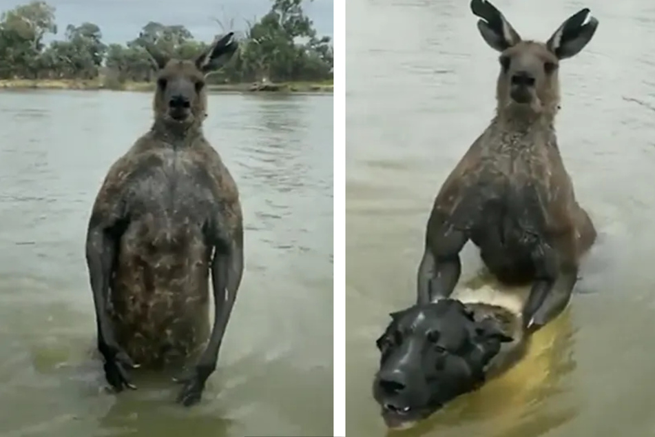 To save his dog, a man got into a fight with a kangaroo in the middle of a river.
