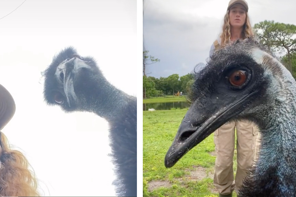 Taylor Blake and Emmanuel the emu are setting the internet ablaze with their hysterical TIkToks.