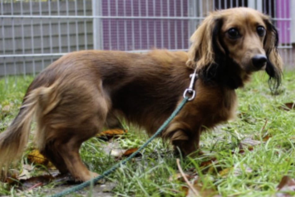 Der Dackel-Rüde soll nur an Menschen vermittelt werden, die bereits eine gewisse Erfahrung im Umgang mit Hunden besitzen.