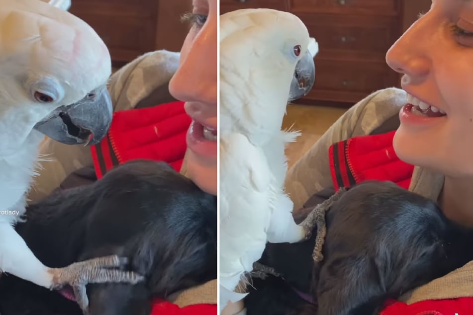 Zuckersüßer Moment! Papagei streichelt Hund und macht eine Liebeserklärung