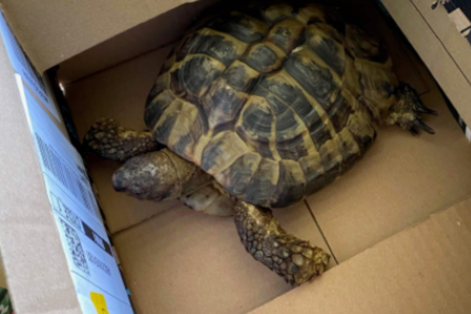 Putzmunter wurde die Schildkröte nach Lüftung der Wohnung an die Eigentümerin übergeben.
