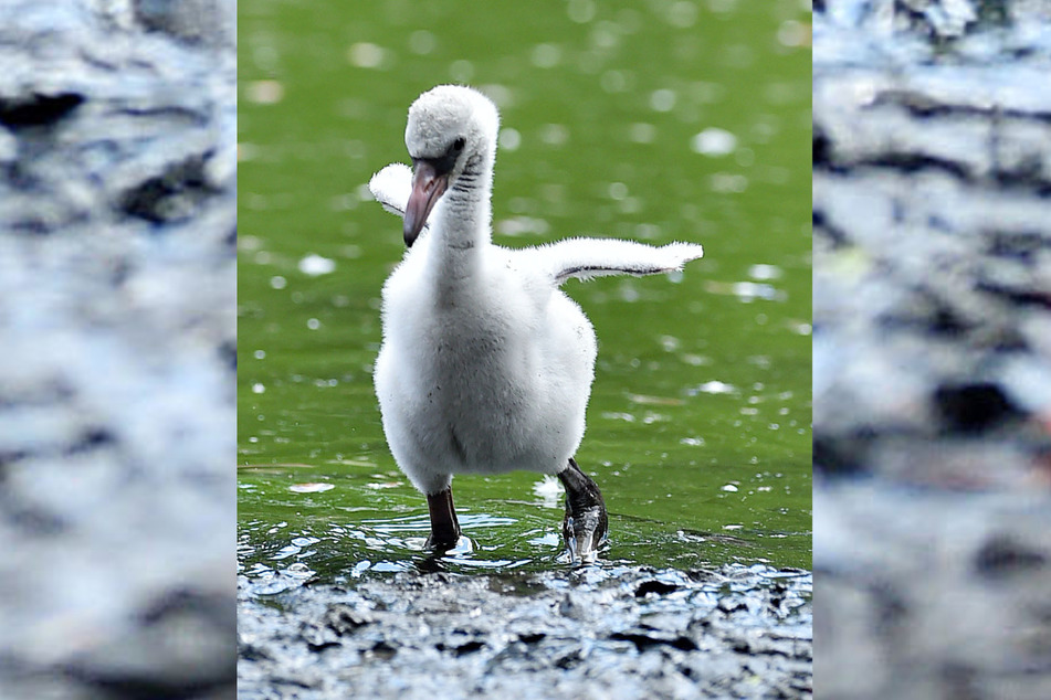 Mini-Flamingo mit blassem Gefieder. Die rötliche Färbung kommt erst später.