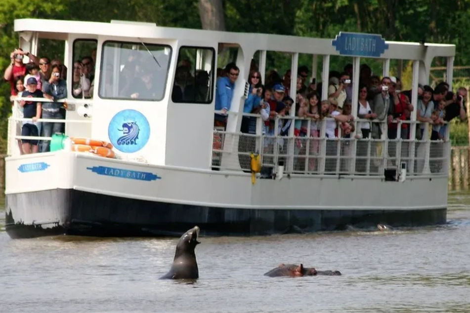 Bei den Safari-Bootstouren ließ sich Spot immer wieder blicken.