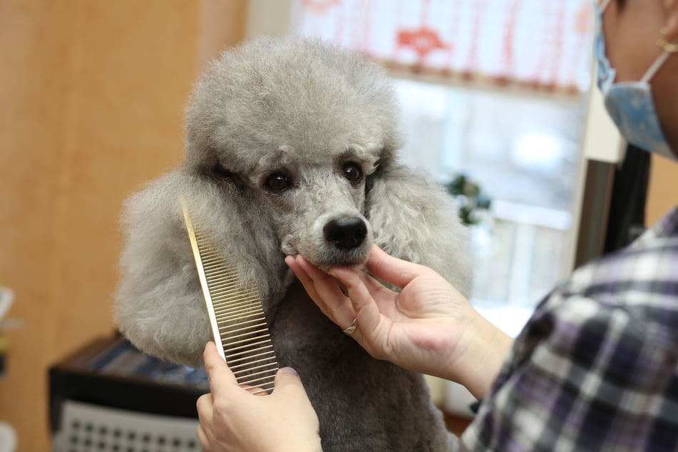 Setzt sich das Pudelfell durch, sind Besuche beim Hundefriseur ratsam.