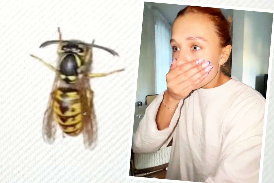 Influencerin nach Reise schockiert: "Diese Wespen sind überall in meinem Zimmer!"