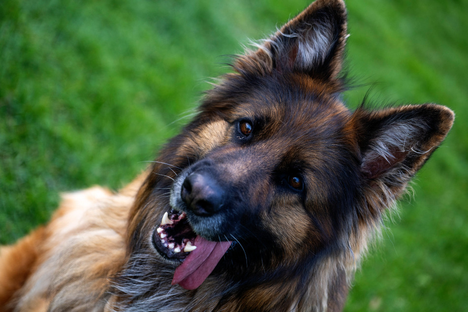 Der Schäferhund führt die Welpenstatistik des Verbandes für das Deutsche Hundewesen an.
