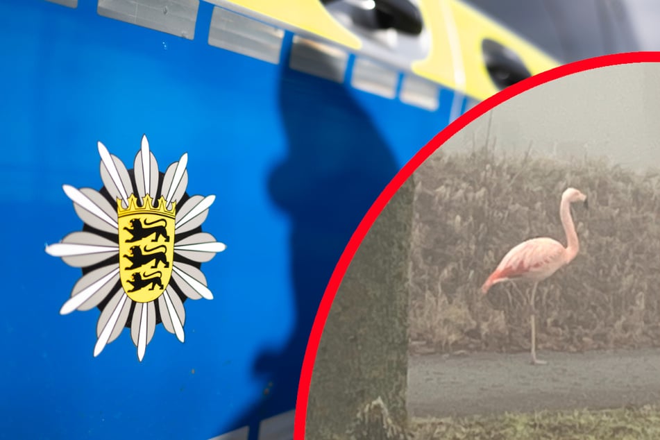 Pinker Exot: Bei diesem Anblick ruft ein Autofahrer sofort die Polizei