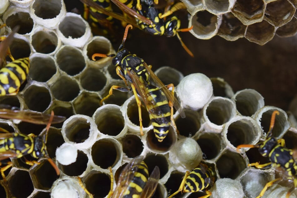 Be very careful when you try to remove or relocate a wasp hive, as it can be dangerous.