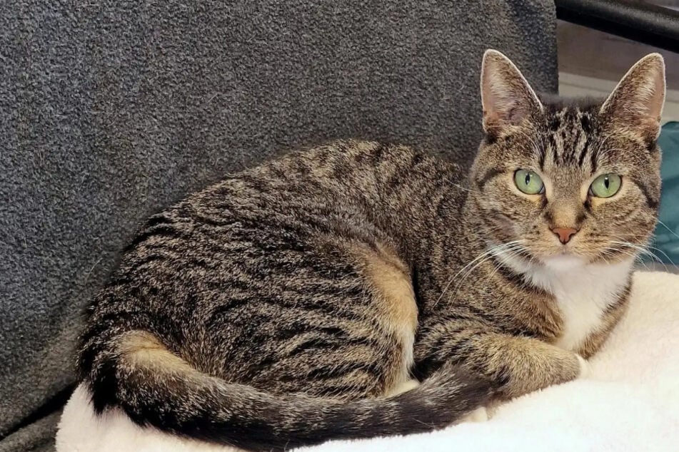 Ze moest langdurig worden behandeld, nu zoekt kat Nana een thuis