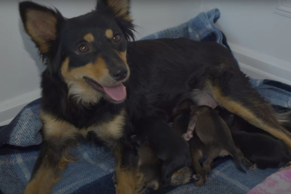 Endlich in Sicherheit: Die Hunde-Familie hat es geschafft.