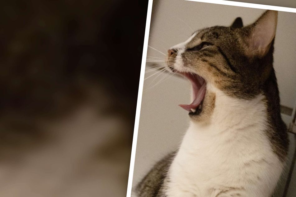 Schüchterner Kater sucht neue Bleibe: Oreo landete zusammen mit zig Katzen im Tierheim