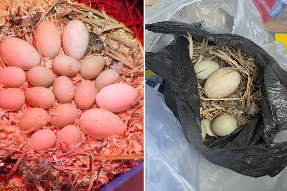 Vejce, která Nicole našla v odpadkovém kontejneru, si vzala domů.