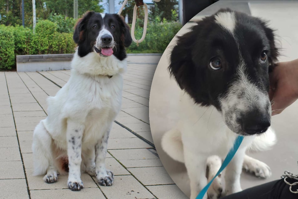 Wer kann diesem Blick widerstehen? Sophia hofft auf Halter, die sich mit Herdenschutzhunden auskennen.