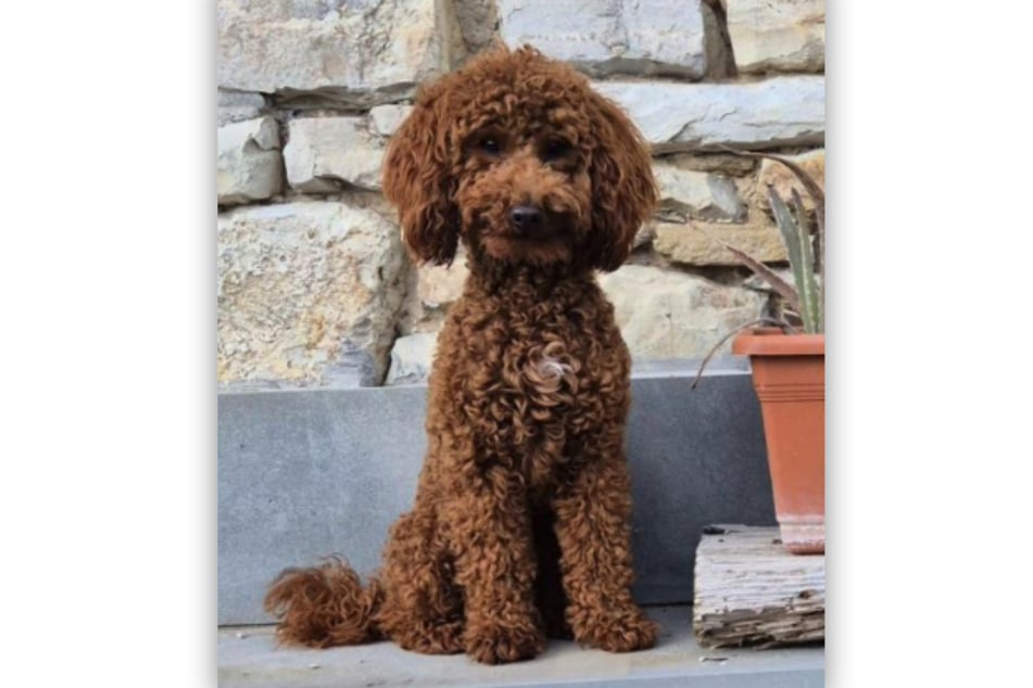 Der Zwergpudel wurde von einem aggressiven Hund schwer verletzt.