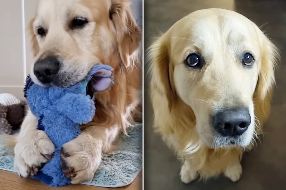 Der Golden Retriever hat mit seinen Kuscheltieren meistens anderes im Sinn, als sie zu zerbeißen.