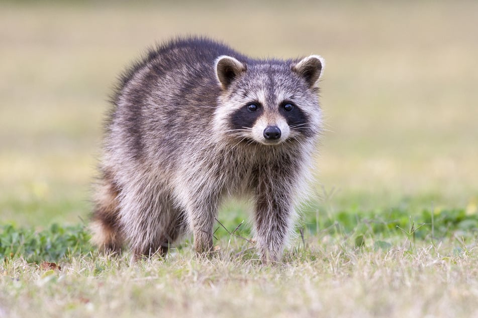 Niedlich, aber rücksichtslos: Der Waschbär verwüstet nicht nur Gärten und Mülltonnen.