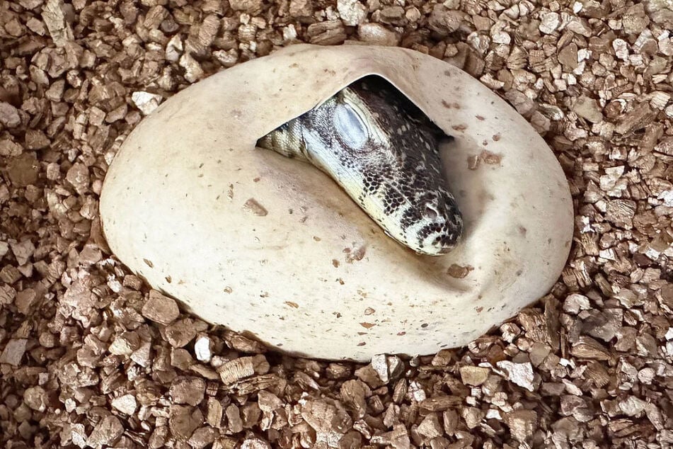 Im September waren sieben kleine Warane geschlüpft.