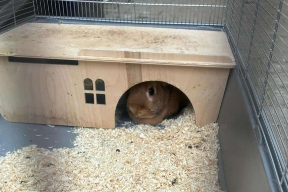 Das Kölner Tierheim taufte das verängstige Kaninchen auf den Namen "Gerlinde".