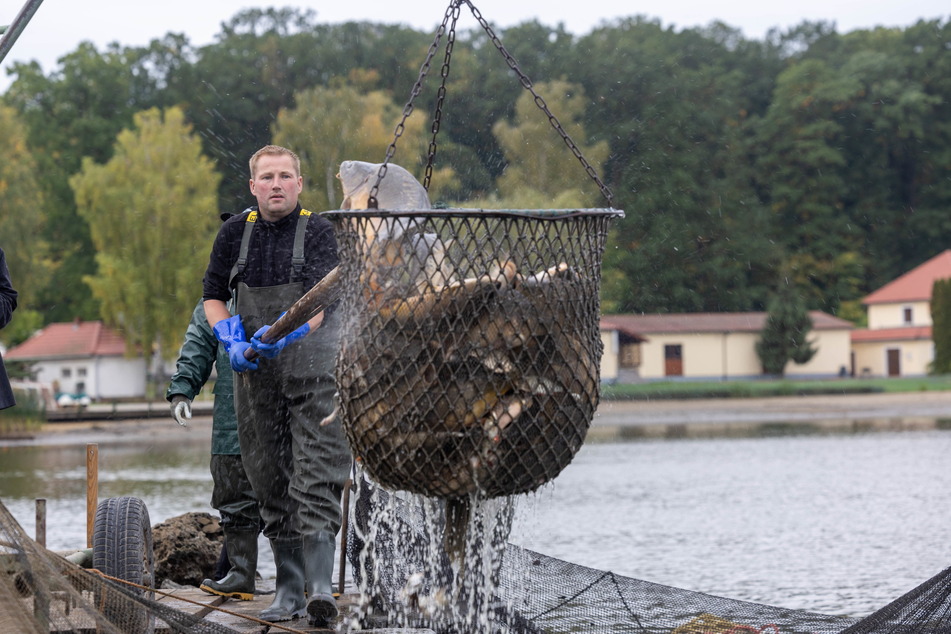 Martin Scholz holt den Fisch mit einem Kescher aus dem Wasser.