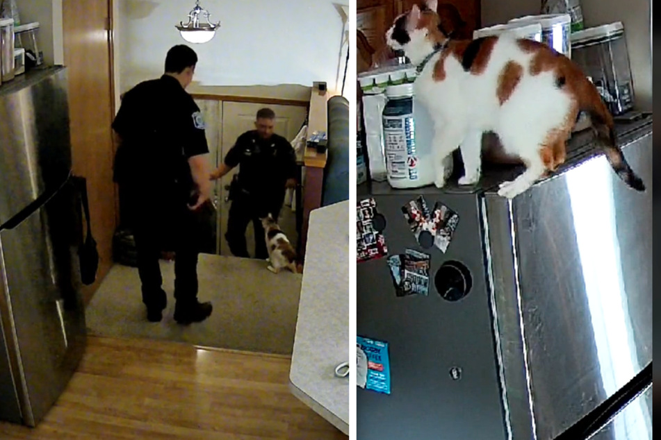 This curious cat managed to get herself in trouble while her owner was away on vacation. He decided to call the cops to deal with the situation.
