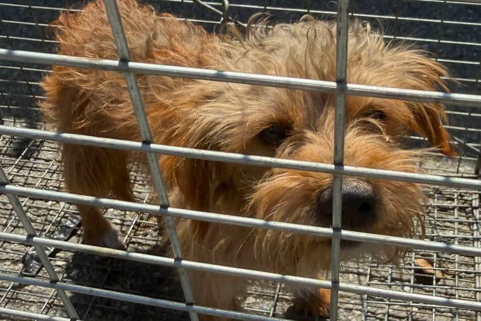 Frau fängt Hund, der einsam umhergeirrt ist: Doch ein Verdacht lässt sie nicht los