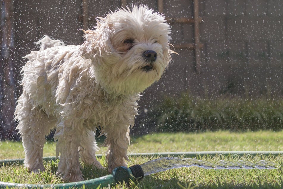 The havanese is one of the smallest dogs in the world.