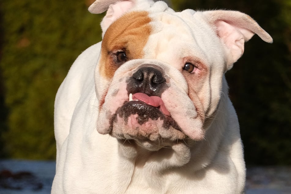 Warum die englische Bulldogge den 61-Jährigen so heftig attackiert hat, ist noch unklar. (Symbolbild)