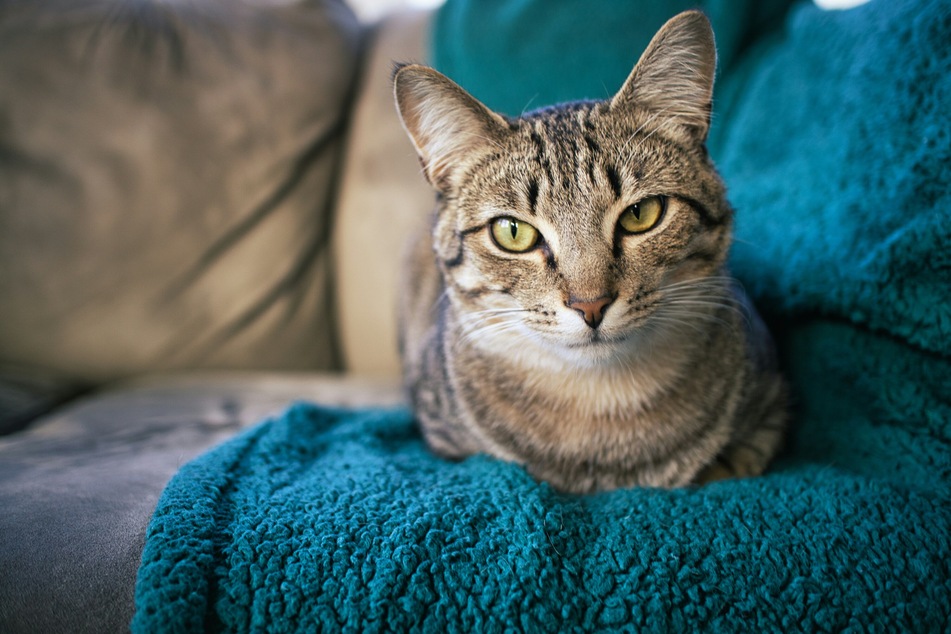 You never really need to worry about the fact that a cat is loafing.