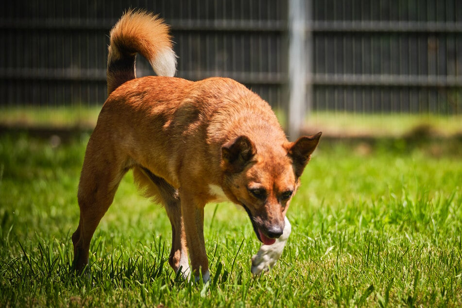 Carlotta ist aufgeschlossen und an ihrer Umwelt interessiert. Ihrer neuen Familie wird sie sicherlich eine treue Begleiterin werden.