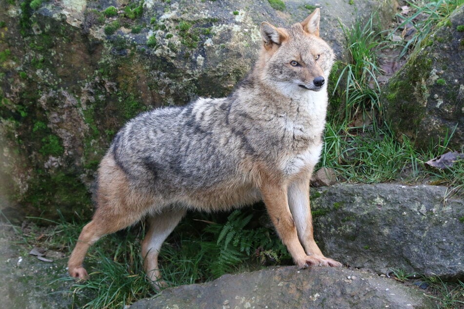 Ein Goldschakal im Gehege des Zoos Rheine. Der Goldschakal ist deutlich kleiner als ein Wolf, aber größer als ein Fuchs.