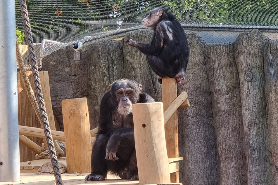 Die Schimpansen Bally und Limbo erkunden ihre neue Außenanlage im Krefelder Zoo.