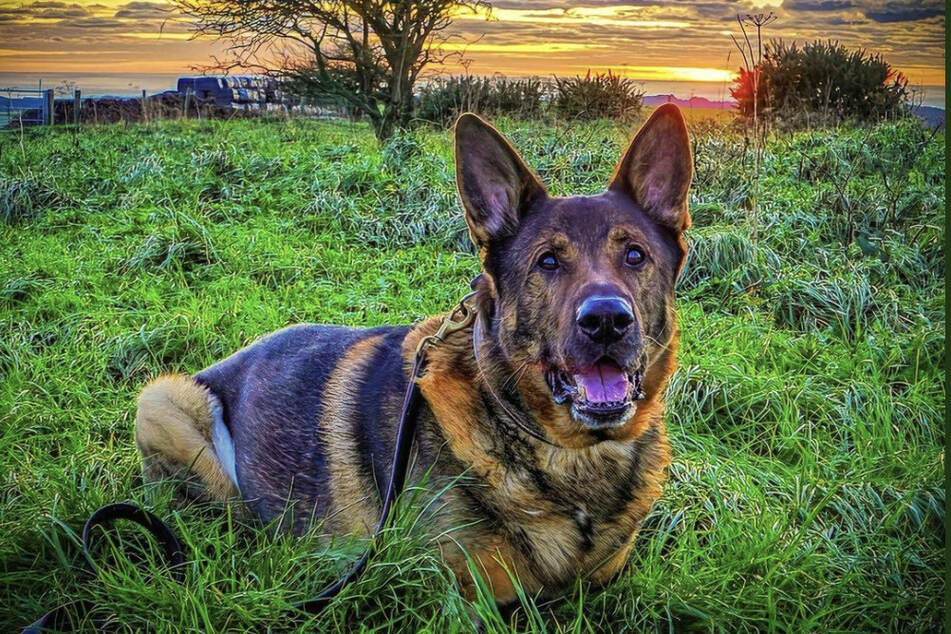 An seinem Geburtstag wird der pensionierte Polizeihund Bear zum Helden.