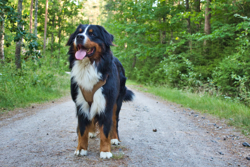Bernese mountain dogs are obedient and friendly.