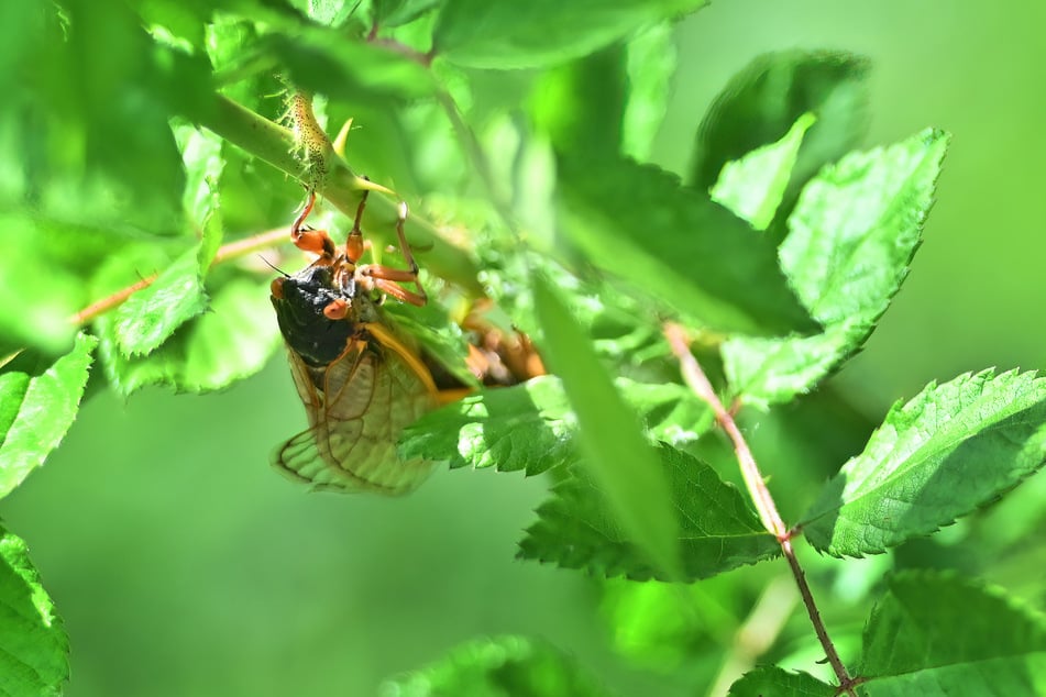 Die neue Corona-Variante ist nach Zikaden benannt – Insekten, die alle 17 Jahre aus dem Boden kommen, um sich zu paaren.