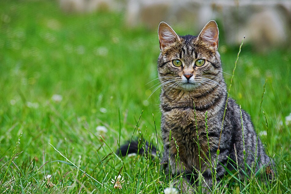 Frei laufende Katzen sollen in Sachsen durch die Begrenzung der Bestände besser geschützt werden - per Gesetz. (Symbolbild)