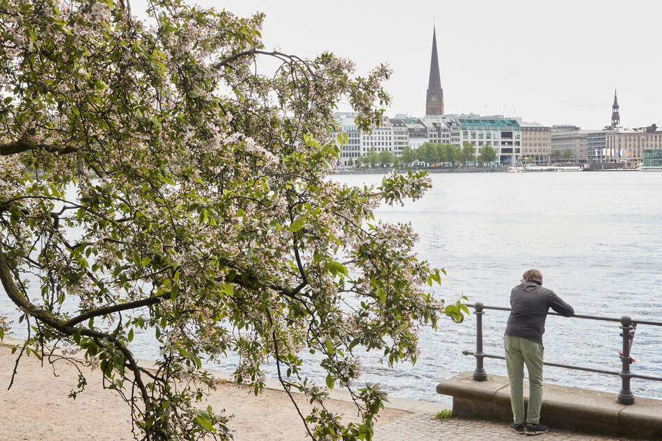 Blühende Kirschbäume rund um Binnen- und Außenalster: Die japanische Gemeinschaft Hamburg verschenkte und pflanzte gemeinsam mit den ansässigen Firmen der Hansestadt in den 60er-Jahren etwa 5000 Bäume rund um die Alster.